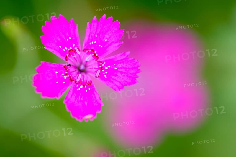 Maiden pinks (Dianthus deltoides), single flower, on a wild meadow, Nettetal, North Rhine-Westphalia, Germany, Europe
