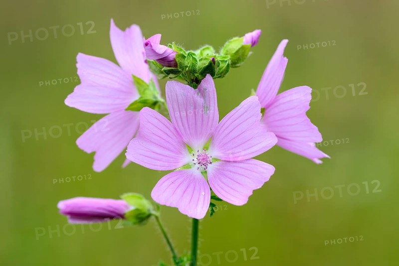 Greater musk-mallow (Malva alcea), flowers, on a wild meadow, Nettetal, North Rhine-Westphalia, Germany, Europe