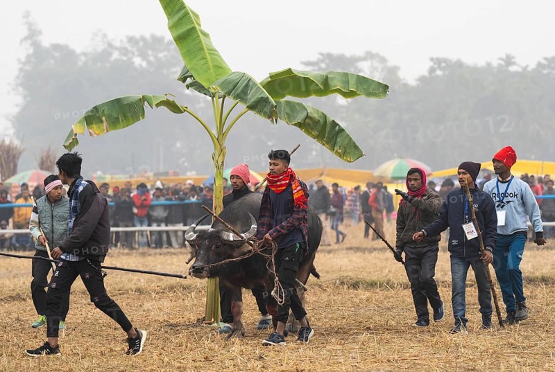 Men arrive with their buffalo to take part in a traditional Moh-Juj (Buffalo fight) competition as a part of Magh Bihu Festival on January 16, 2024 in Ahatguri, India. Traditional Buffalo fights organised in different parts of Assam, during the harvest festival Magh Bihu or Bhogali Bihu since the Ahom rule. The practice was discontinued in 2014 after a Supreme Court order, the event resumed this year in adherence to Standard Operating Procedures (SOP) laid down by the Assam Government