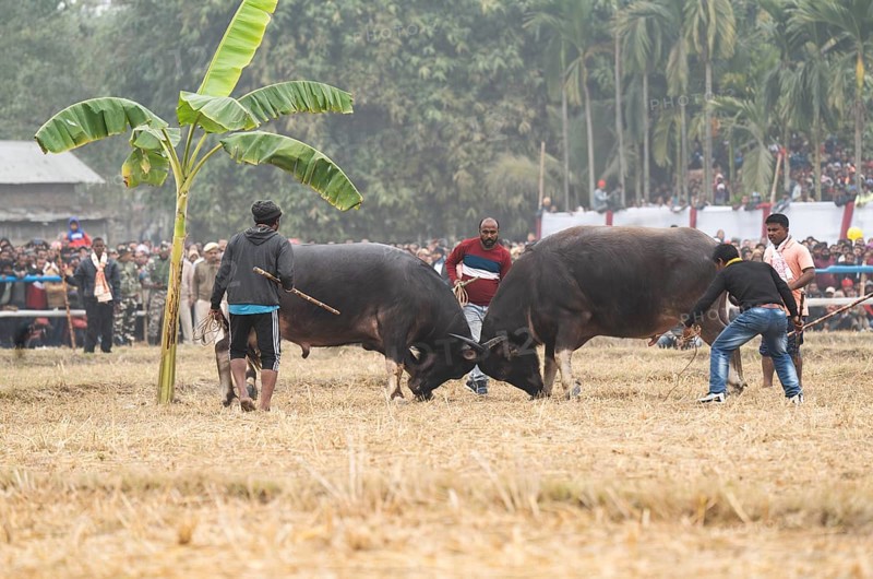 Buffaloes fight with each other during a traditional Moh-Juj (Buffalo fight) competition as a part of Magh Bihu Festival on January 16, 2024 in Ahatguri, India. Traditional Buffalo fights organised in different parts of Assam, during the harvest festival Magh Bihu or Bhogali Bihu since the Ahom rule. The practice was discontinued in 2014 after a Supreme Court order, the event resumed this year in adherence to Standard Operating Procedures (SOP) laid down by the Assam Government