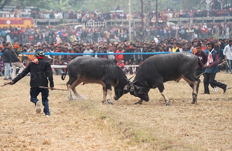 Buffaloes fight with each other during a traditional Moh-Juj (Buffalo fight) competition as a part of Magh Bihu Festival on January 16, 2024 in Ahatguri, India. Traditional Buffalo fights organised in different parts of Assam, during the harvest festival Magh Bihu or Bhogali Bihu since the Ahom rule. The practice was discontinued in 2014 after a Supreme Court order, the event resumed this year in adherence to Standard Operating Procedures (SOP) laid down by the Assam Government