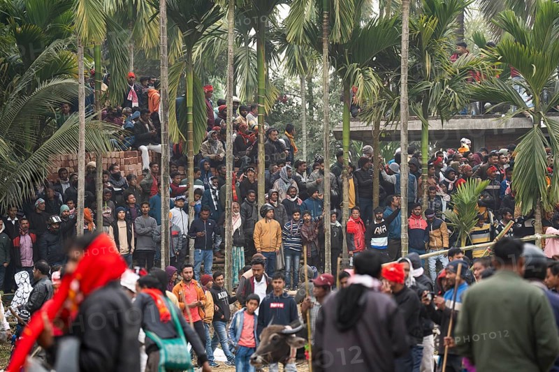 Large group of people looking traditional Moh-Juj (Buffalo fight) competition as a part of Magh Bihu Festival on January 16, 2024 in Ahatguri, India. Traditional Buffalo fights organised in different parts of Assam, during the harvest festival Magh Bihu or Bhogali Bihu since the Ahom rule. The practice was discontinued in 2014 after a Supreme Court order, the event resumed this year in adherence to Standard Operating Procedures (SOP) laid down by the Assam Government