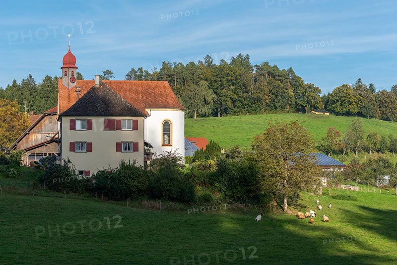 Kressbronn am Bodensee, district Nitzenweiler, Hofgut Schleinsee, chapel, pasture, sheep grazing, forest, Baden-Württemberg, Germany, Europe