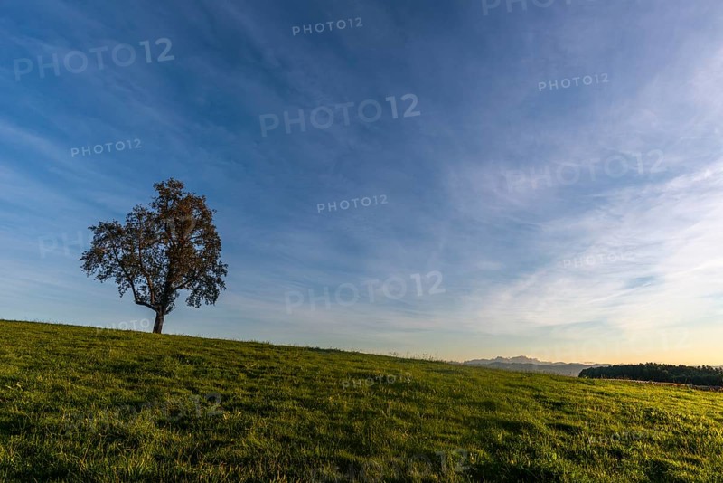 Kressbronn on Lake Constance, Apple tree, Alpine view, Evening mood, Baden-Württemberg, Germany, Europe