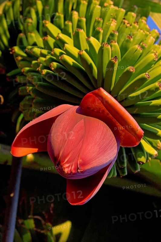 A banana tree with blossom, La Palma, Canary Islands, Spain, Europe
