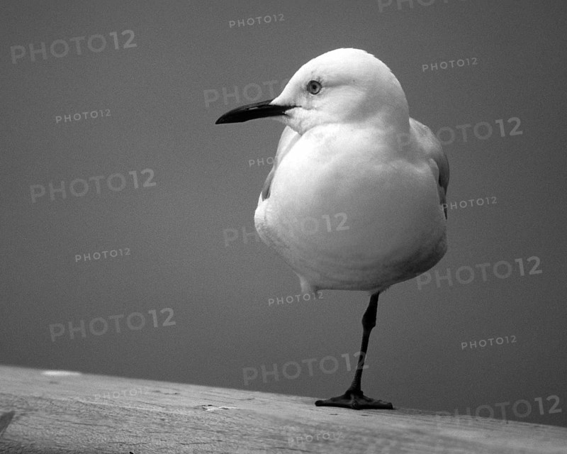 A juvenile red-billed gull (Chroicocephalus novaehollandiae scopulinus) resting on a railing with one leg drawn up, Queenstown, South Island, New Zealand, Oceania