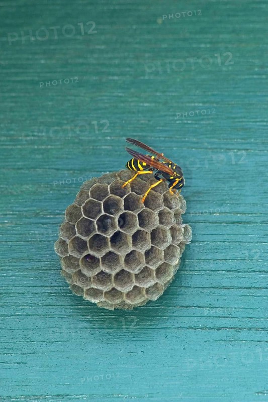A house field wasp (Polistes dominula) on the nest