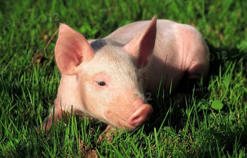 A piglet lies in the green meadow