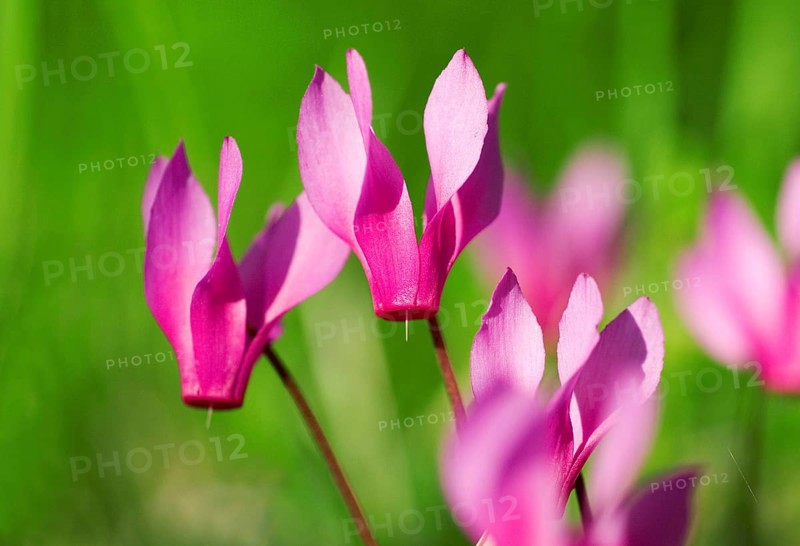 The purple cyclamen (Cyclamen purpurascens) in a green meadow