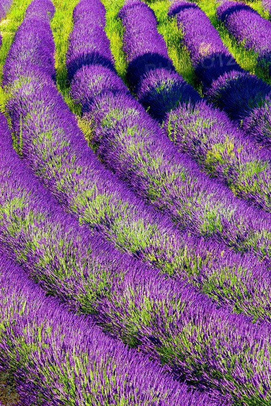 Rows of lavender (Lavandula angustifolia) near Valensole, Provence-Alpes-Côte d'Azur region, France, Europe