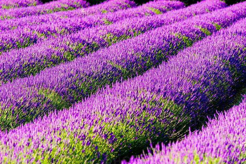 Rows of lavender (Lavandula angustifolia) near Valensole, Provence-Alpes-Côte d'Azur region, France, Europe