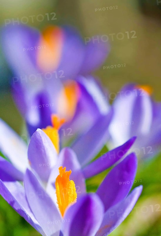 Spring Crocus (Crocus vernus) close-up