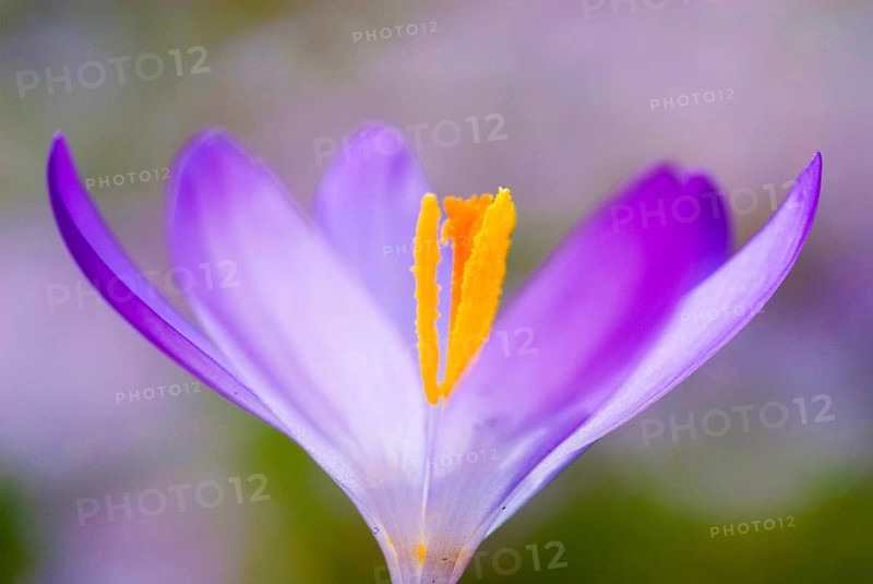 Spring Crocus (Crocus vernus) close-up