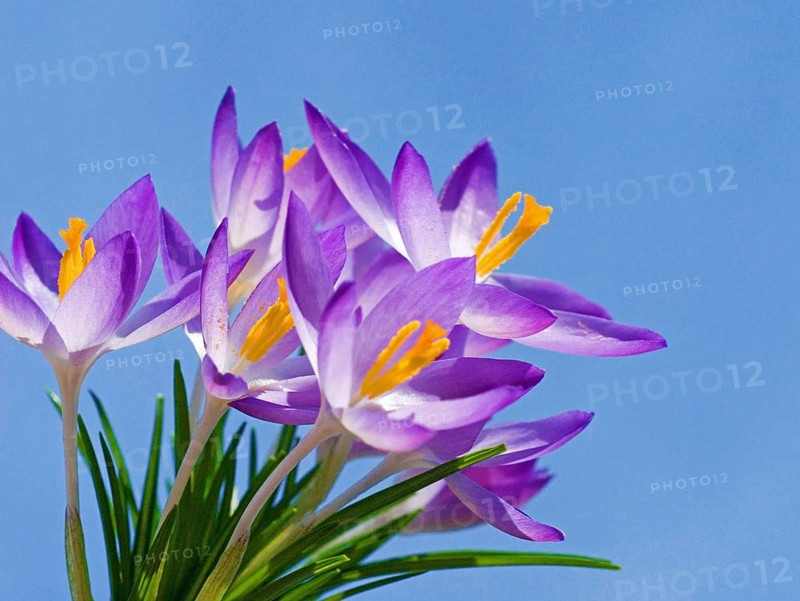 Spring Crocus (Crocus vernus) close-up