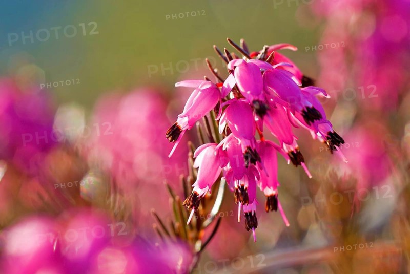 Winter heath, winter-flowering heather, spring heath or alpine heath (Erica carnea) backlit