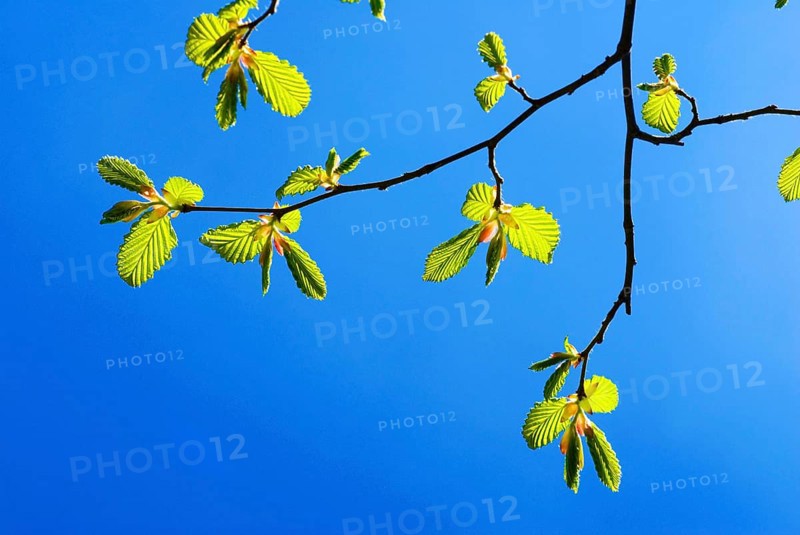 A branch with very young leaves of a common hornbeam (Carpinus betulus) in early spring