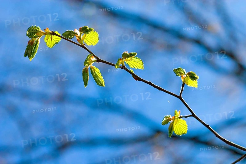 A branch with very young leaves of a common hornbeam (Carpinus betulus) in early spring
