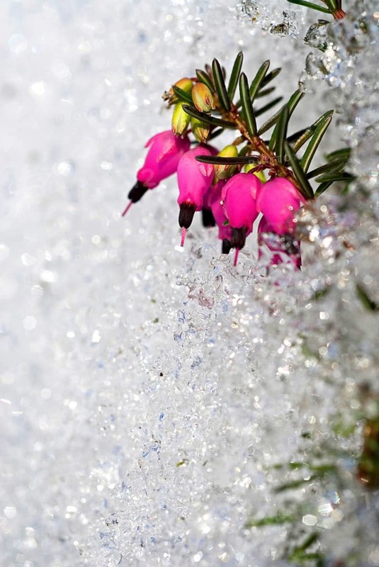 Winter heath, winter-flowering heather, spring heath or alpine heath (Erica carnea) in snow