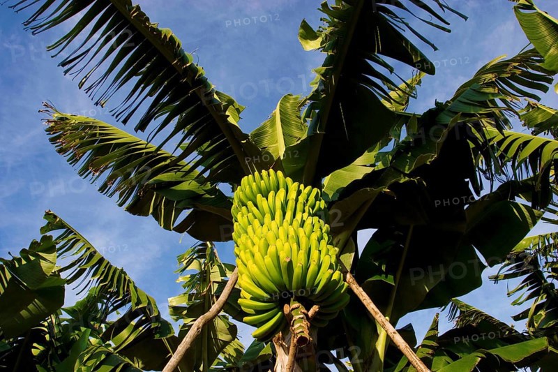 Bananas in a banana palm plantation, La Palma, Canary Islands, Spain, Europe