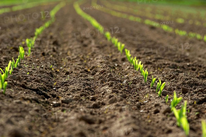 A row of young maize plants, shoots
