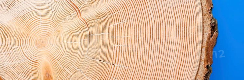 Section through a trunk of Norway spruce (picea abies) with approx. 80 annual rings, close-up