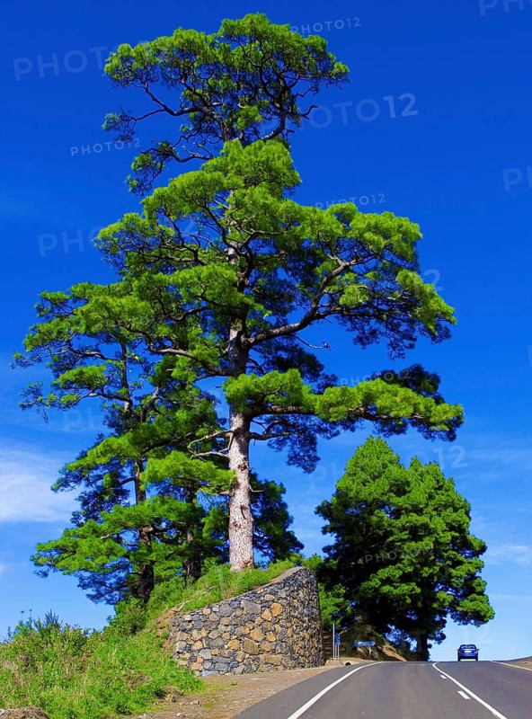 A single large Canary Island pine (Pinus canariensis) against a blue sky near Barlovento, a car for size comparison
