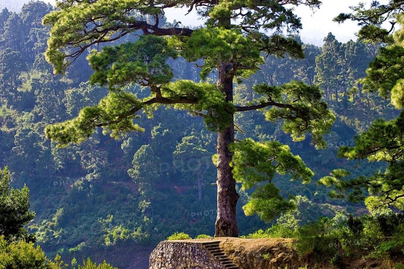 A single large Canary Island pine (Pinus canariensis) near Barlovento, La Palma, Canary Islands, Spain, Europe