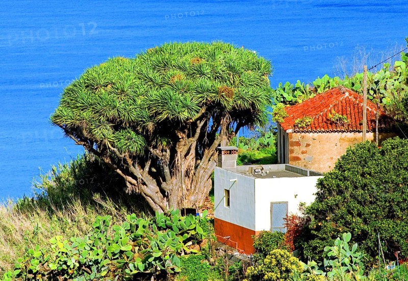 Canary dragon tree or dragon's blood tree (Dracaena draco) next to the house, and sea, La Palma, Canary Islands, Spain, Europe
