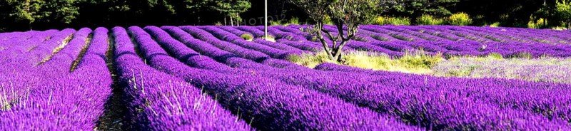 Rows of lavender (Lavandula angustifolia) near Valensole, Provence-Alpes-Côte d'Azur region, France, Europe