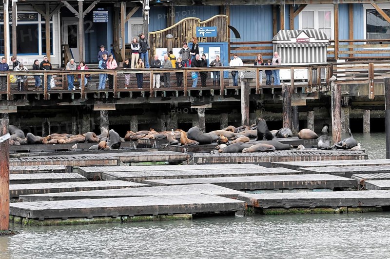 California sea lions (Zalophus californianus) at Pier 39, Fisherman's Wharf, San Francisco, California, USA, North America