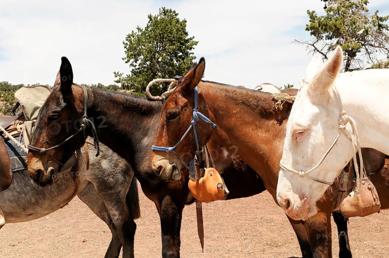 Horse changing station on the Bright Angel Trail, Grand Canyon, Arizona, USA, North America