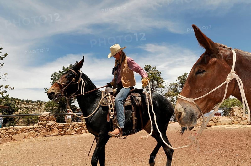 Riders on mules on the South Kaibab Trail hiking trail over the Cedar Ridge ridge, Grand Canyon, Grand Canyon National Park, Arizona, USA, North America
