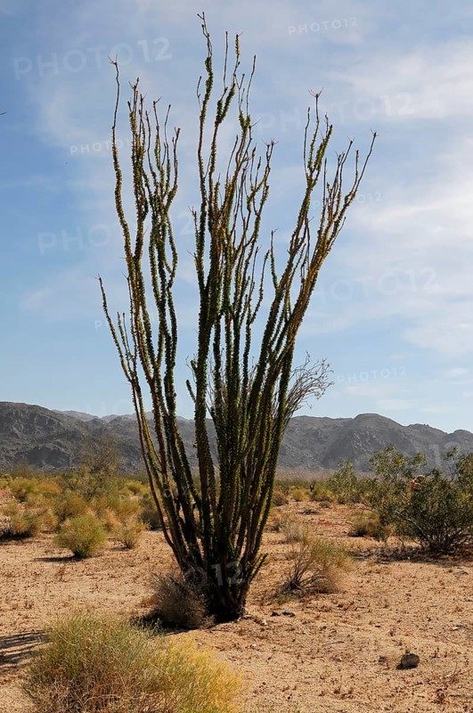 Ocotillo (Fouquieria splendens), Joshua Tree National Park, Palm Desert, Southern California, USA, North America