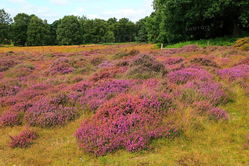 Heather plants, Calluna vulgaris, purple flowers, heathland vegetation, Sutton Heath, Suffolk Sandlings, near Shottisham, England, UK