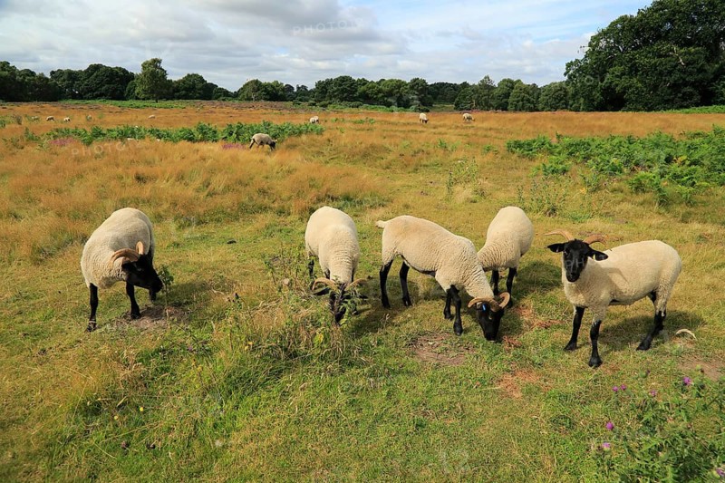 Suffolk Wildlife Trust sheep conservation grazing of heathland, Suffolk Sandlings, near Shottisham, Suffolk, England, UK