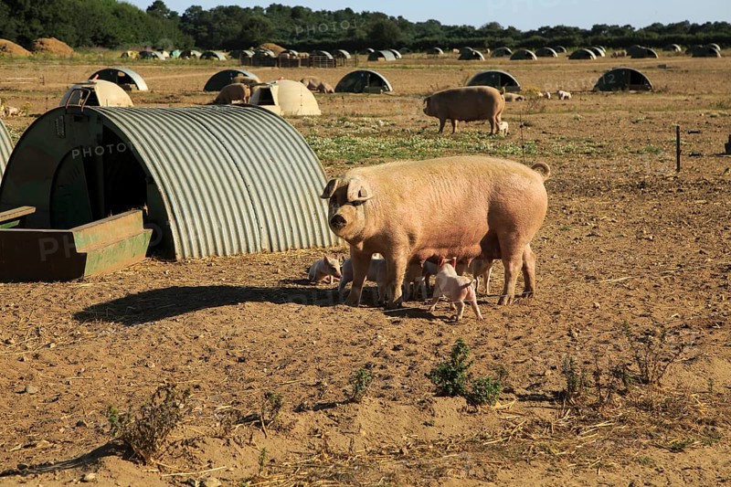 Open-air pig farming sow and piglets next to sty, Shottisham, Suffolk, England, UK