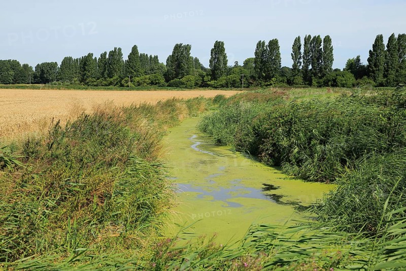Eutrophication of drainage ditch in marshland Hollesley, Suffolk, England, UK