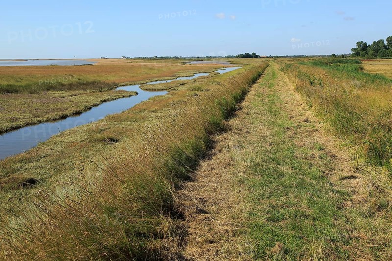 River Ore salt marsh coastal flood defence bank and footpath, looking towards Shingle Street, Hollesley, Suffolk, England, UK
