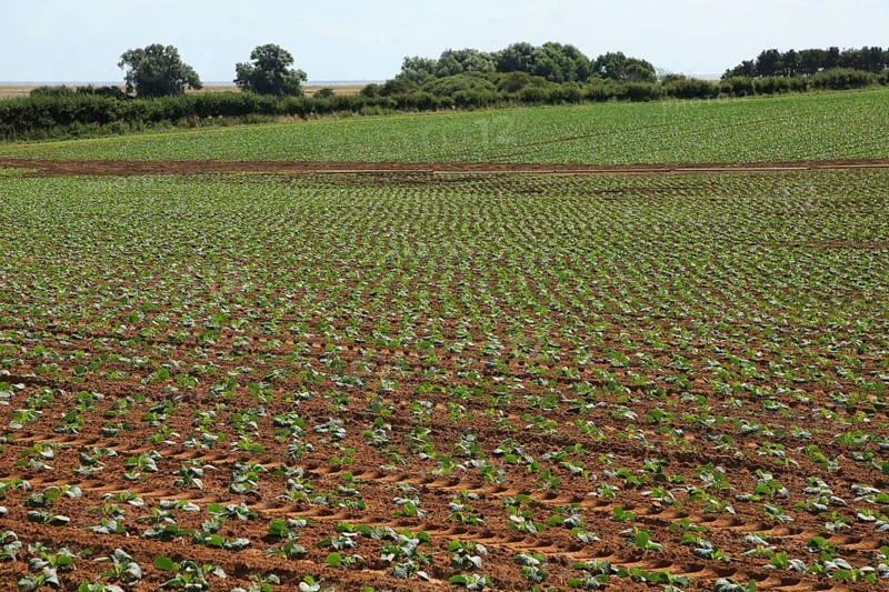 Freshly planted crop seedlings in field, Boyton, Suffolk, England, United Kingdom, Europe