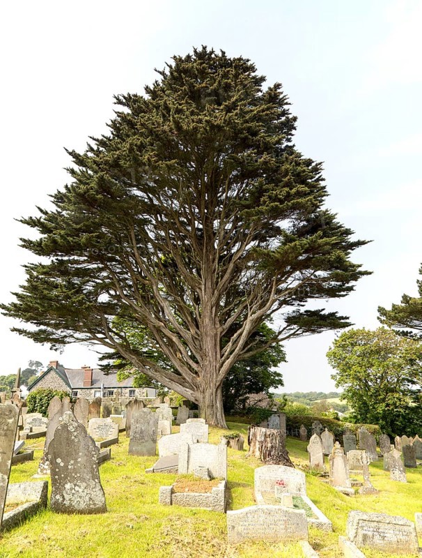 Gravestones in churchyard parish church at St Keverne, Lizard Peninsula, Cornwall, England, UK