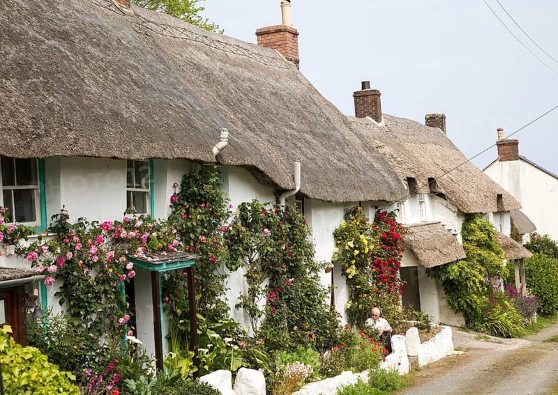 Row of pretty thatched whitewashed cottages, Porthoustock, Lizard Peninsula, Cornwall, England, UK