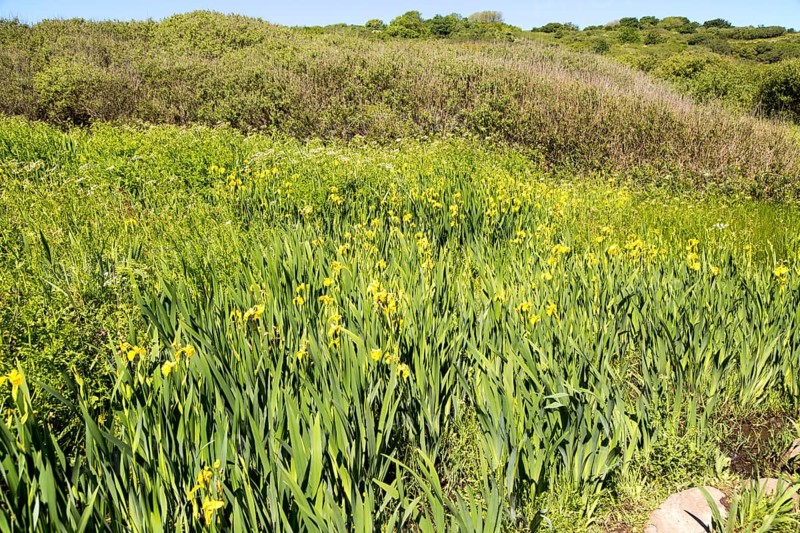 Flag iris plants yellow flowers, Lowland Point, Lizard Peninsula, Cornwall, England, UK