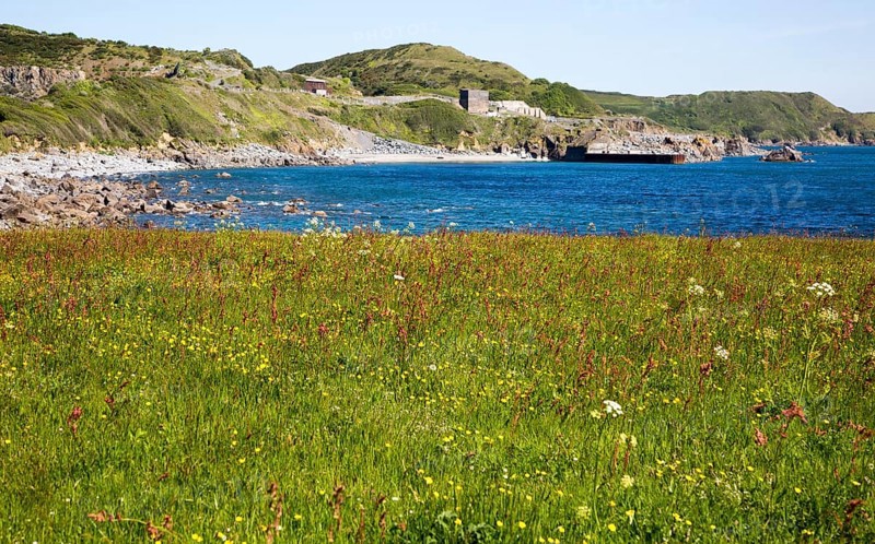 Wildflower meadow at Lowland Point, Lizard Peninsula, Cornwall, England, UK