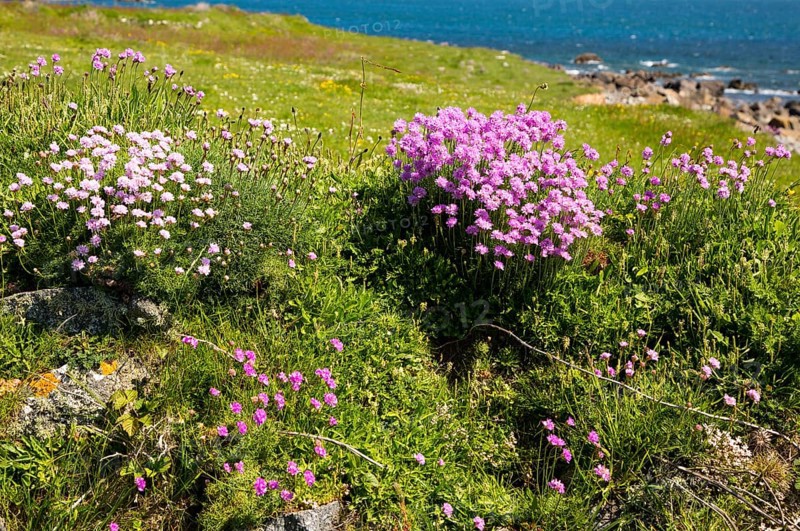 Armeria maritima, sea thrift, in flower, Lowland Point, Lizard Peninsula, Cornwall, England, UK