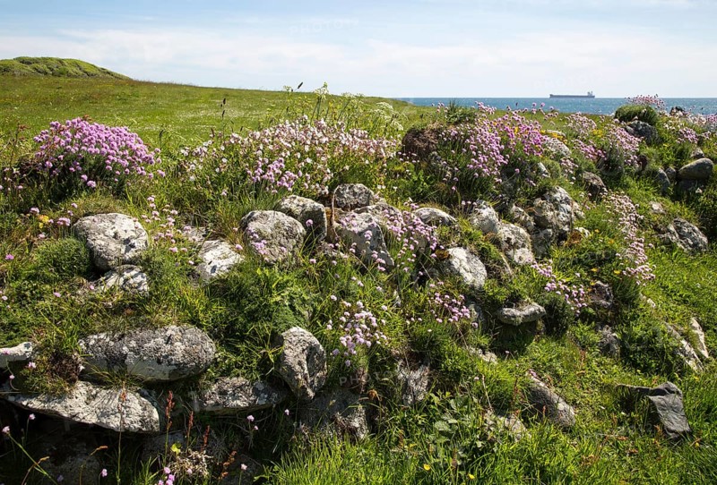 Armeria maritima, sea thrift, in flower, Lowland Point, Lizard Peninsula, Cornwall, England, UK