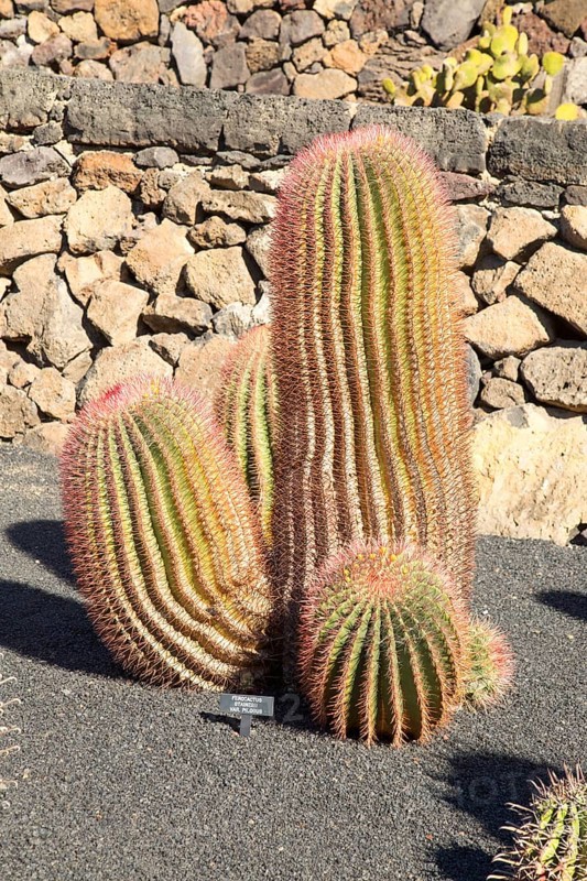 Ferocactus Stainesii Var. Pilosus, Jardin de Cactus designed by César Manrique, Guatiza, Lanzarote, Canary Islands, Spain, Europe