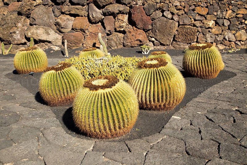 Jardin de Cactus designed by César Manrique, Guatiza, Lanzarote, Canary Islands, Spain, Europe