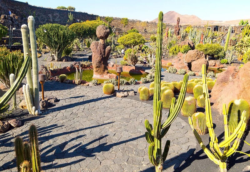 Cactus plants inside Jardin de Cactus designed by César Manrique, Guatiza, Lanzarote, Canary Islands, Spain, Europe