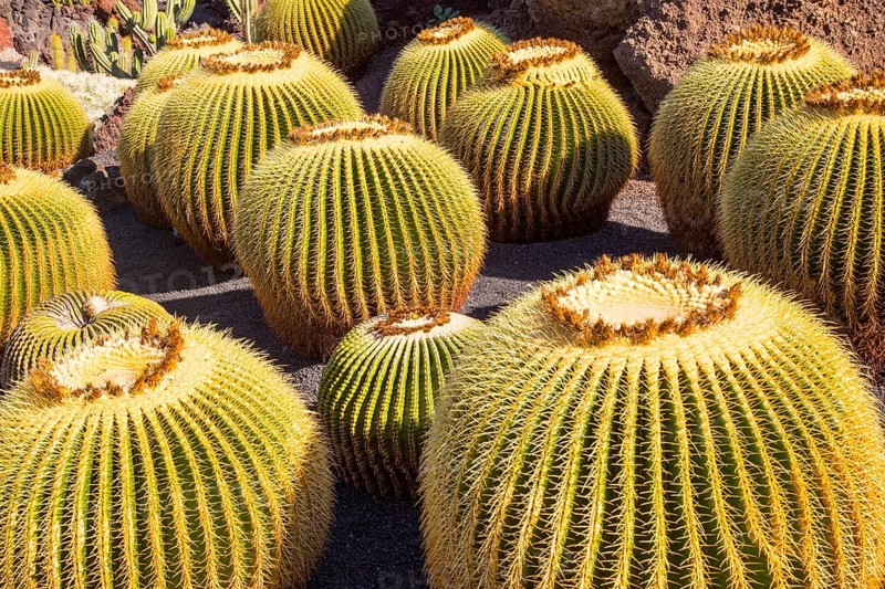 Cactus plants inside Jardin de Cactus designed by César Manrique, Guatiza. Lanzarote, Canary Islands, Spain. Cactaceae, Echinocactus grusonil, from San Luis de Potosi-Hidalgo, Mexico, Central America