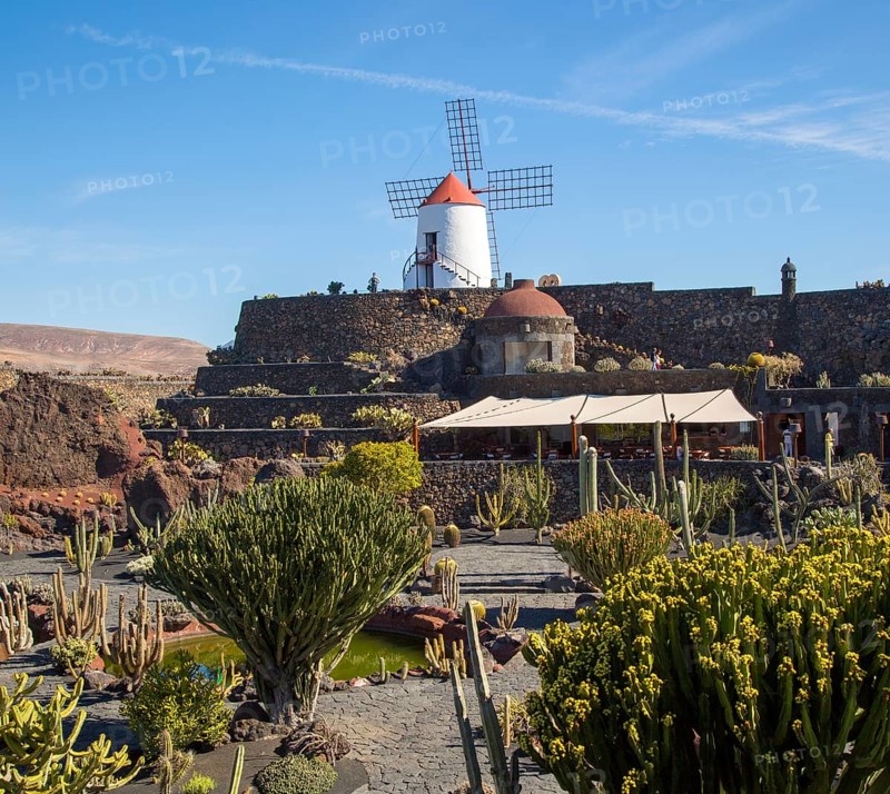 Cactus plants and windmill Jardin de Cactus designed by César Manrique, Guatiza, Lanzarote, Canary Islands, Spain, Europe